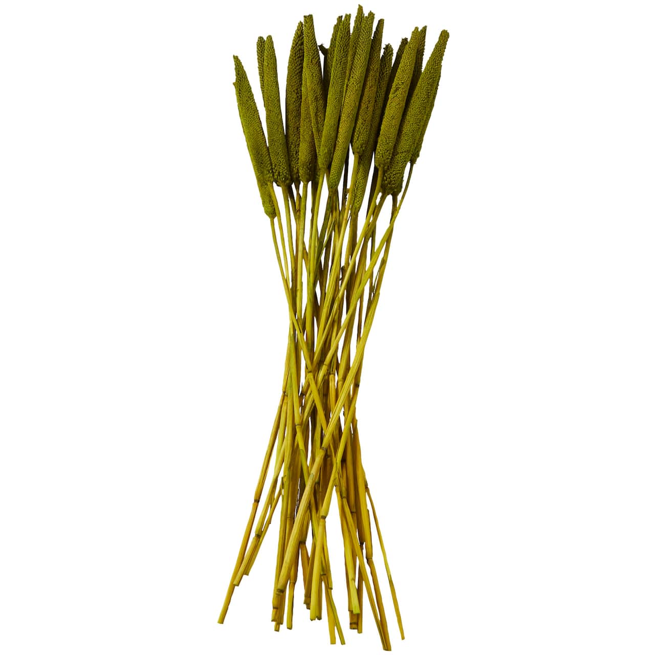 Dried Plant Bunny Tail Natural Foliage with Long Stems
